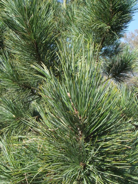 Pinus cembra aiguille